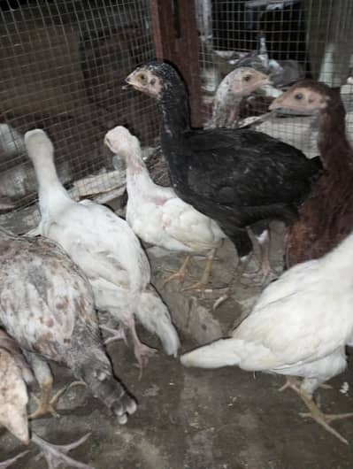 8 Pure Sindhi Aseel Chuza