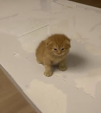 Scottish Fold / British Shorthair