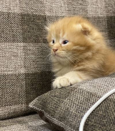 Scottish Fold / British Shorthair