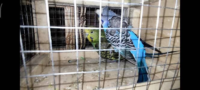 Hogoromo Budgies