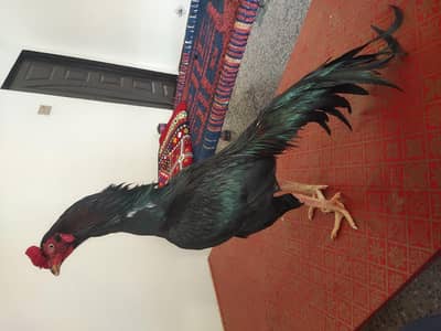 Mushka Lasni Aseel Mianwali