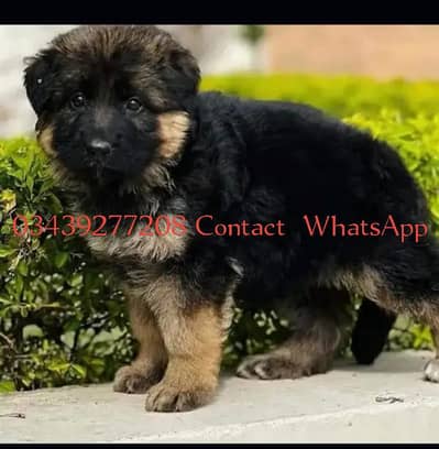 German Shepherd available