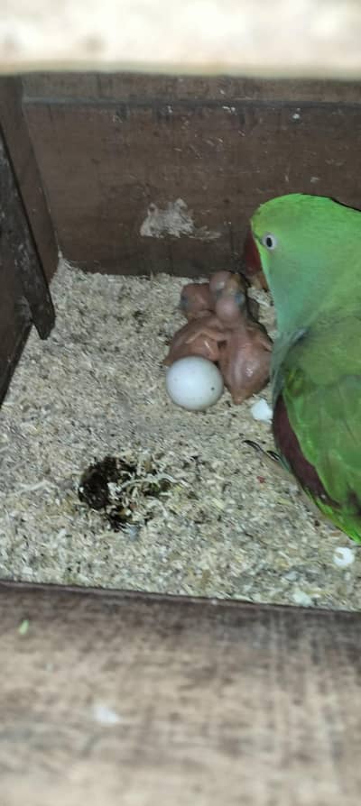 RAW BREEDER PAIR FOR SELL 4 TO 5 EGGS AVERAGE