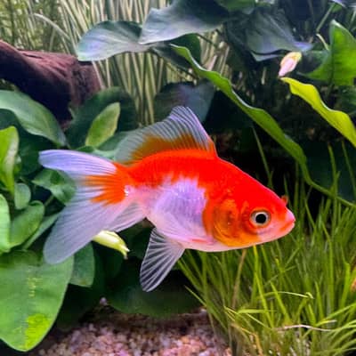 three gold fish's available in white and orange colour