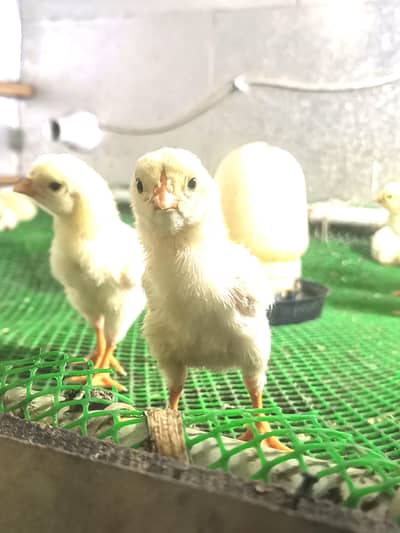 king size shamo chiks 7 days old