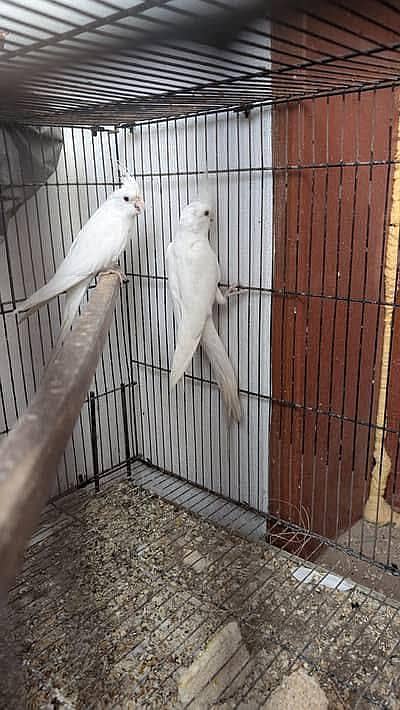 eno cockatiel pair 03256800008