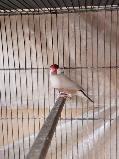 Fawn java Male  & Fawn Red Pied Dove pair