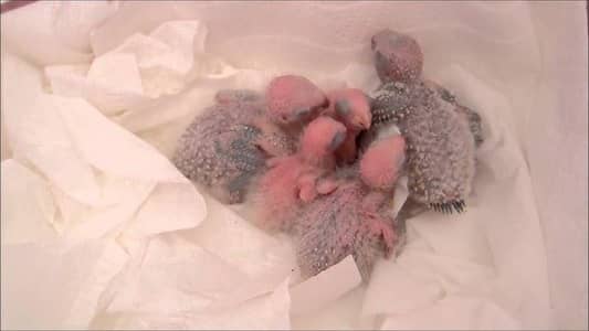 green chick conure chicks