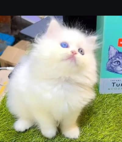 Persian female kitten for sale delivery available all Pakistan