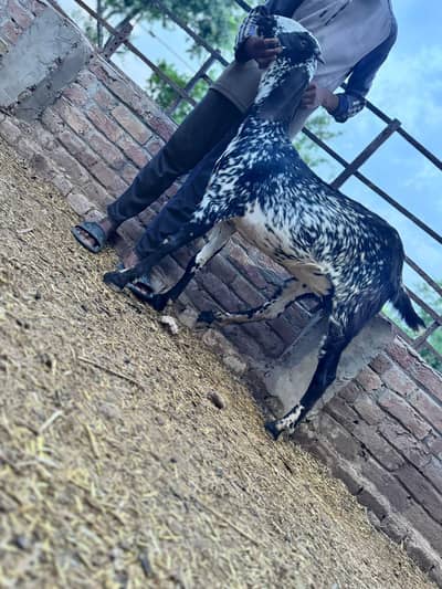 makhi cheeni  confirm gabban 4 month