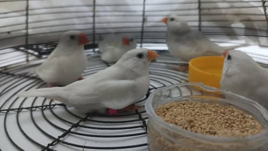 snow white finches