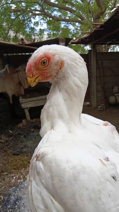 Indian parrot Beak long tail
