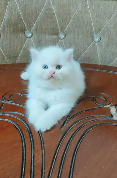 Persian female kitten for sale delivery available all Pakistan