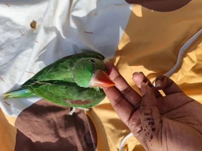 raw paroot male  healthy and active
