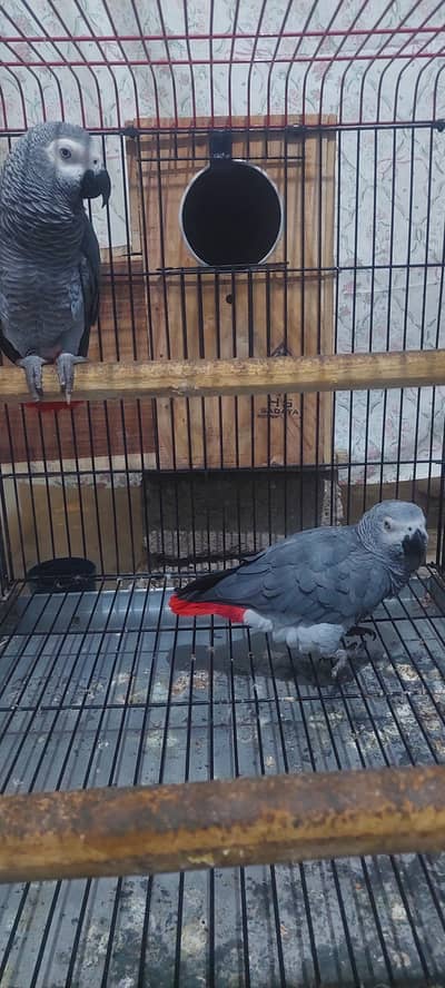 Gray parrot pair