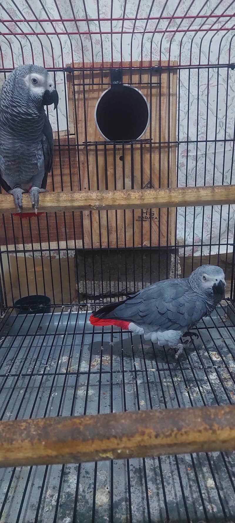 Gray parrot pair 0