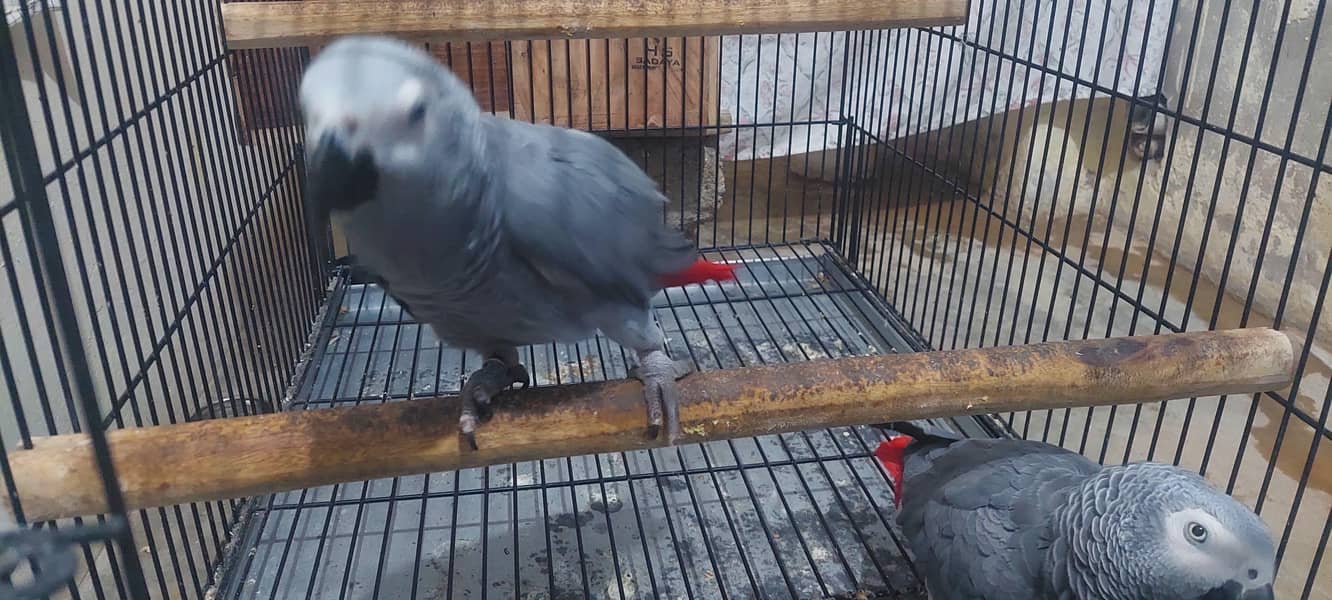 Gray parrot pair 2