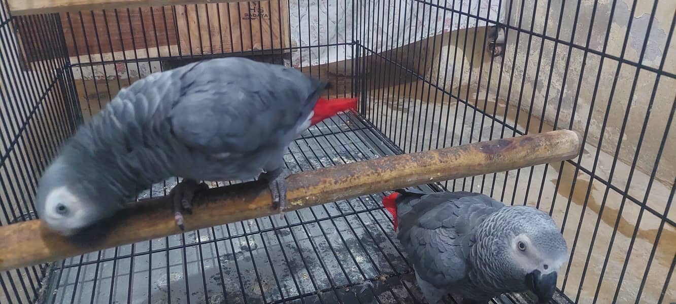 Gray parrot pair 4