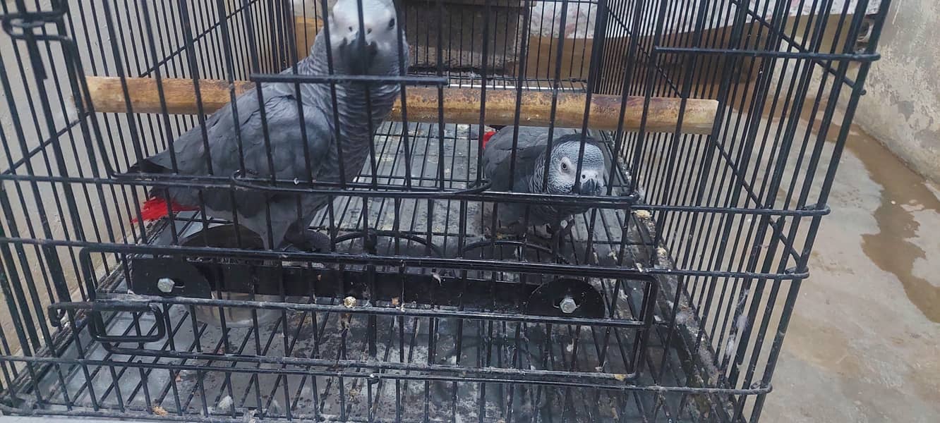 Gray parrot pair 5