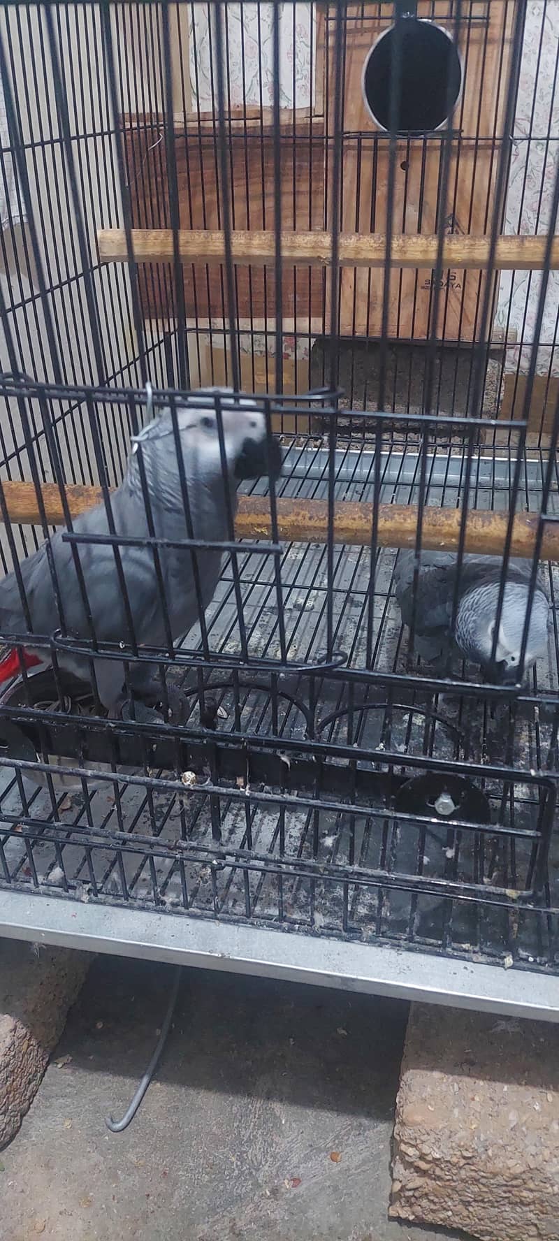 Gray parrot pair 6