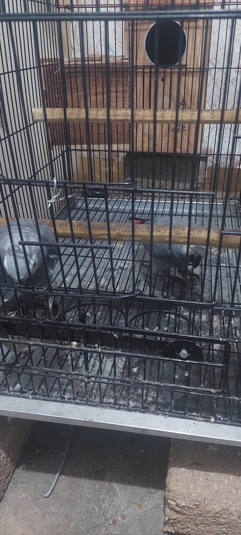 Gray parrot pair 7