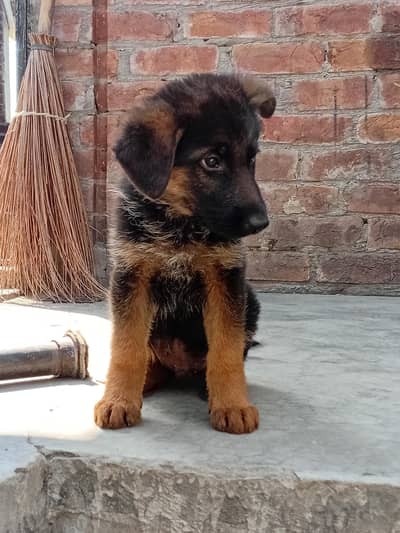 German Shepherd  Male Puppy