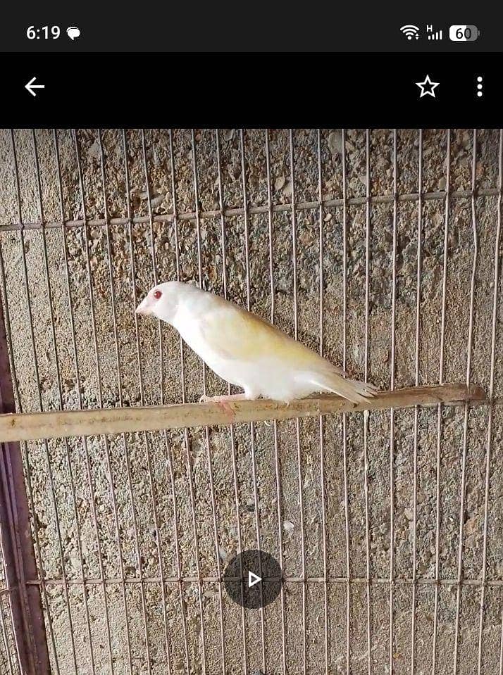 Finch owl gouldian java 2