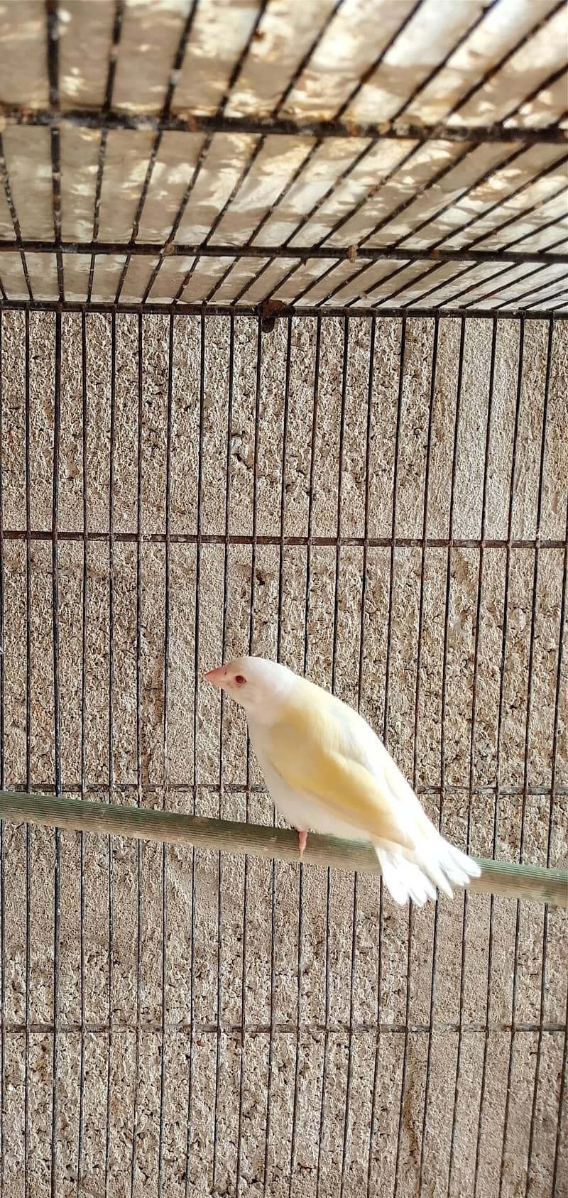 Finch owl gouldian java 3