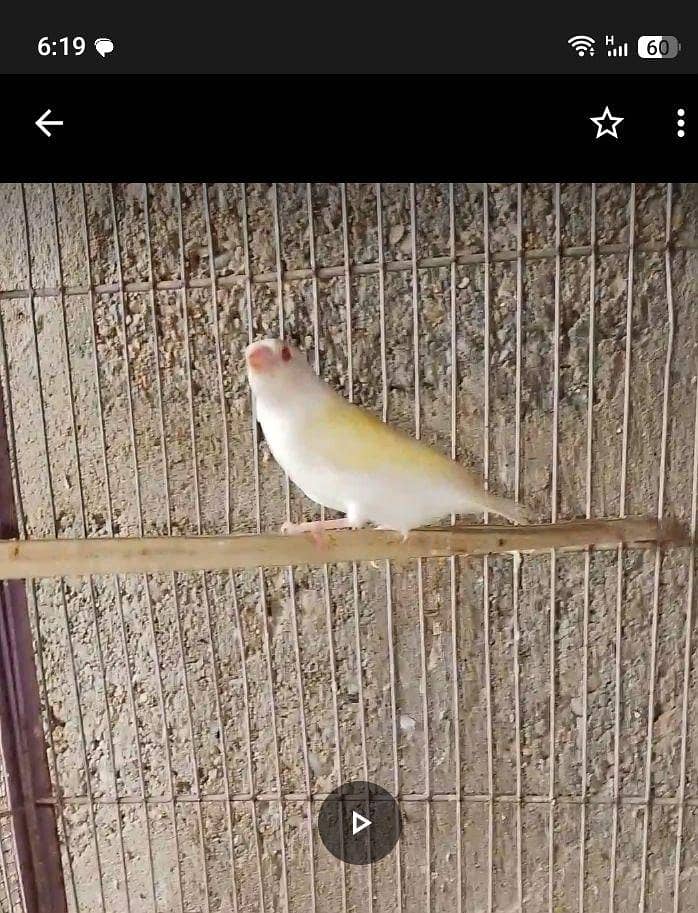 Finch owl gouldian java 4