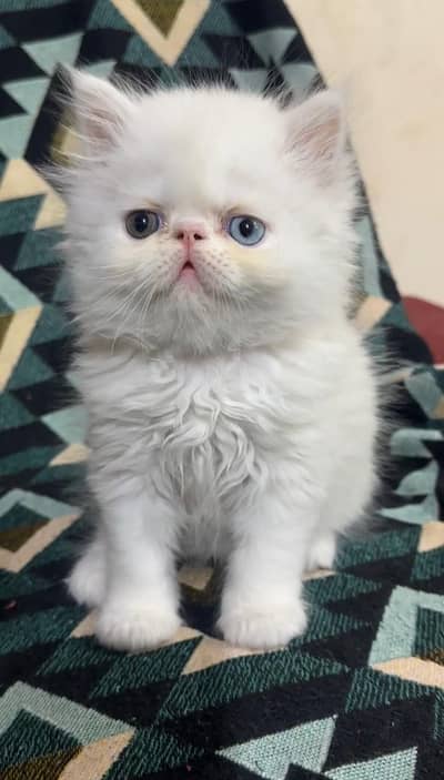 Persian peke kitten