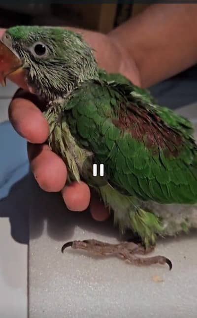 Alexander chicks,Raw,kashmiri,pahari