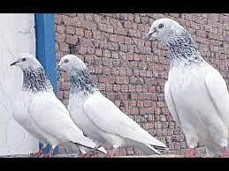 both axhi nisal k jora h dub wala lal ankh k h dubwala pure