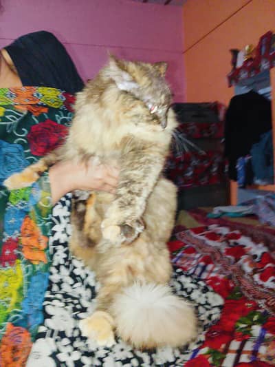 Persian male cat cash on delivery