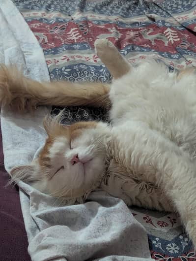 6 Months Old Persian Male Available