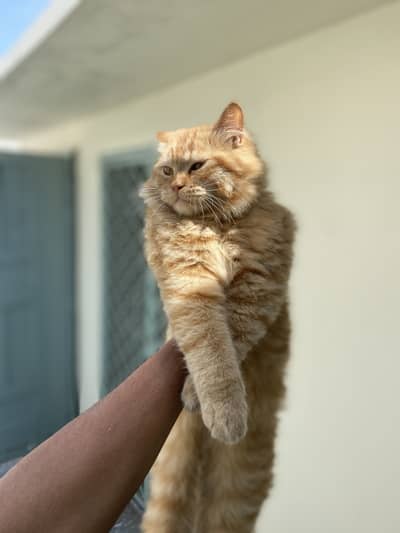 Persian male  triple coated