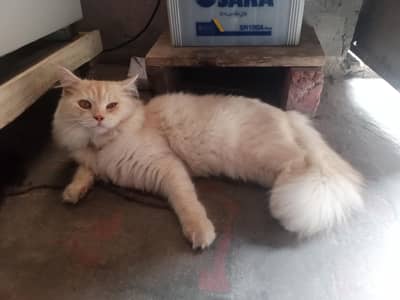 Persian triple coated . . male female both. .