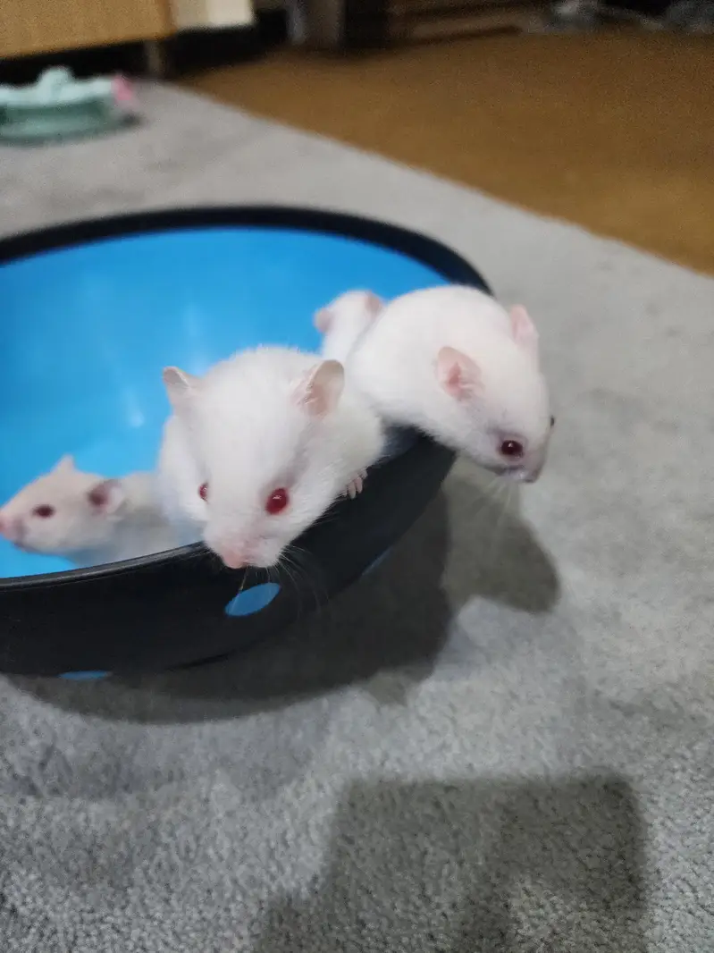 beautiful cute Hamster for sale W. A =03005033358