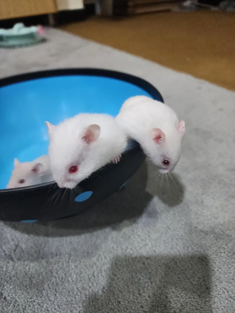 beautiful cute Hamster for sale W. A =03005033358 — photo 2