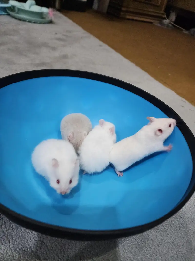 beautiful cute Hamster for sale W. A =03005033358 — photo 3