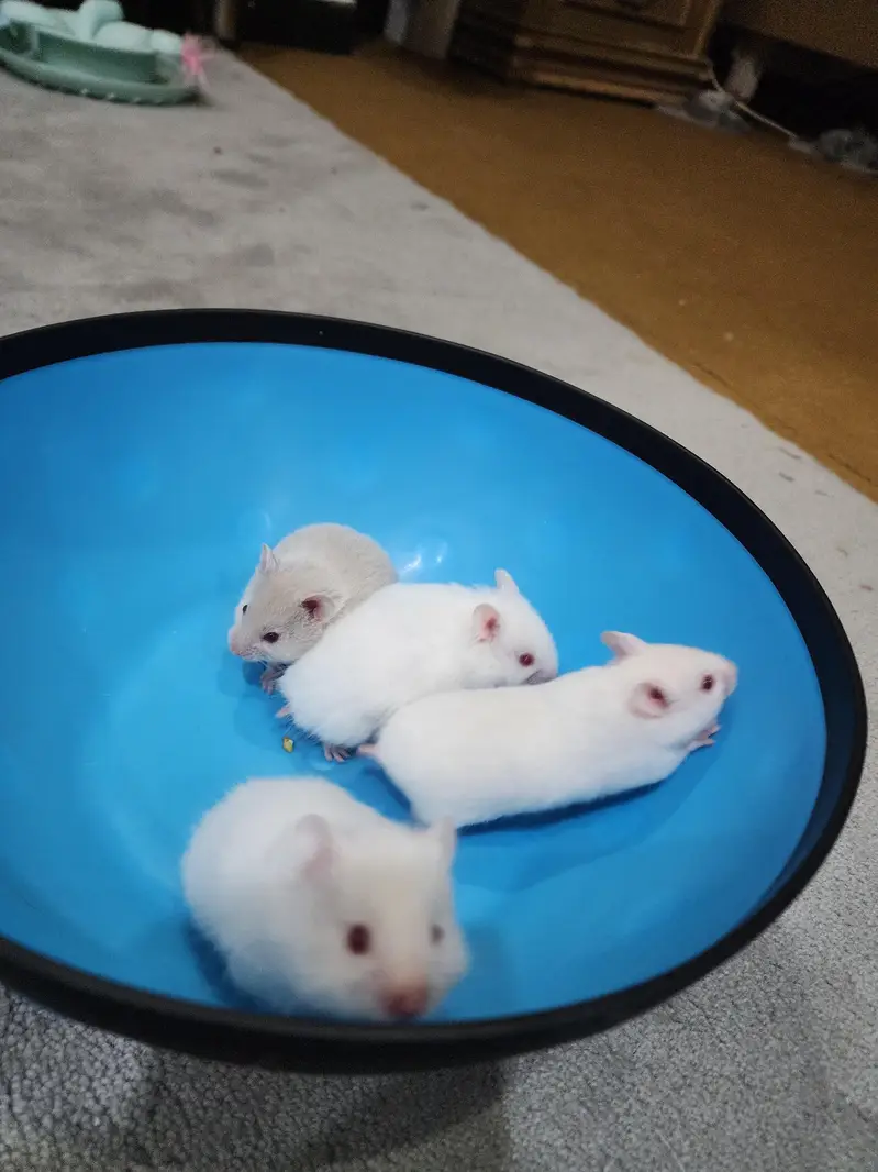 beautiful cute Hamster for sale W. A =03005033358 — photo 4