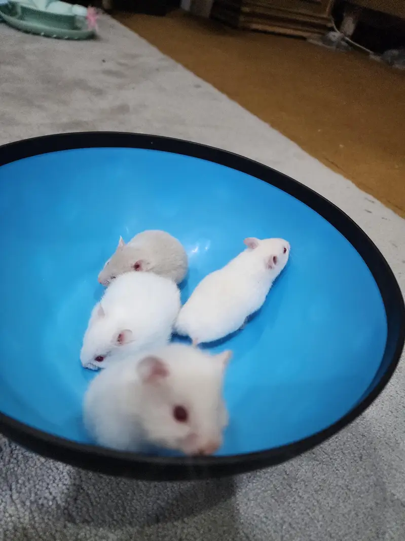 beautiful cute Hamster for sale W. A =03005033358 — photo 5