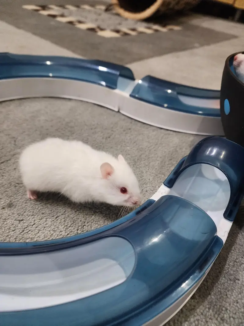 beautiful cute Hamster for sale W. A =03005033358 — photo 6