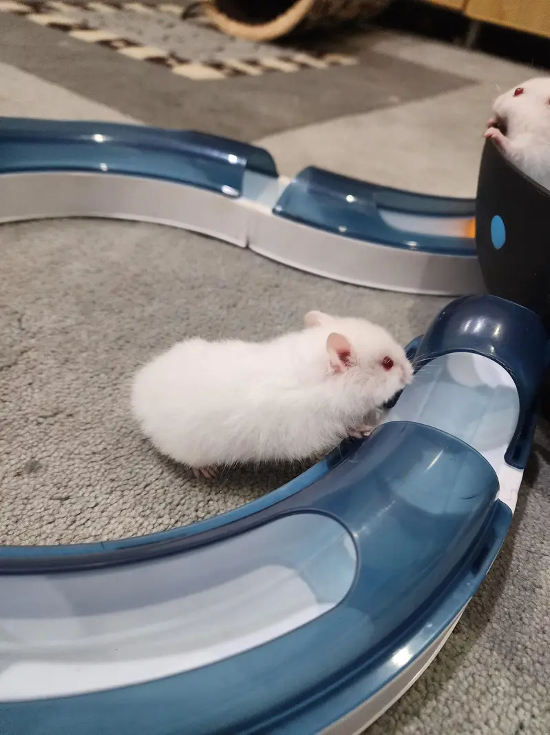 beautiful cute Hamster for sale W. A =03005033358 — photo 7