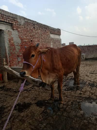 4dant boht pyari buchri hai qurbani k lia