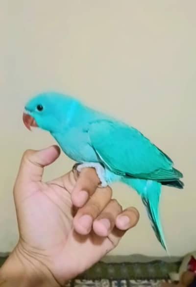 blue ringneck