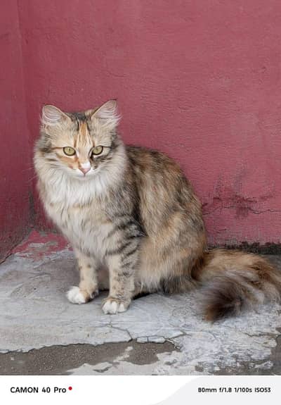 Long Hair Brown Beauty