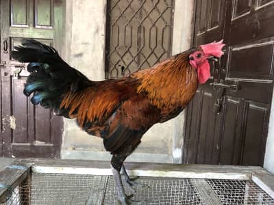 Male hen 3 kg wate