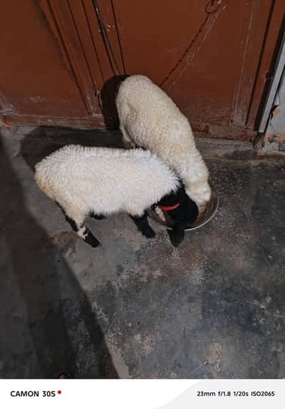 wait wali fimel  3 manth ki he or Mel   sare 3 manth ka hen