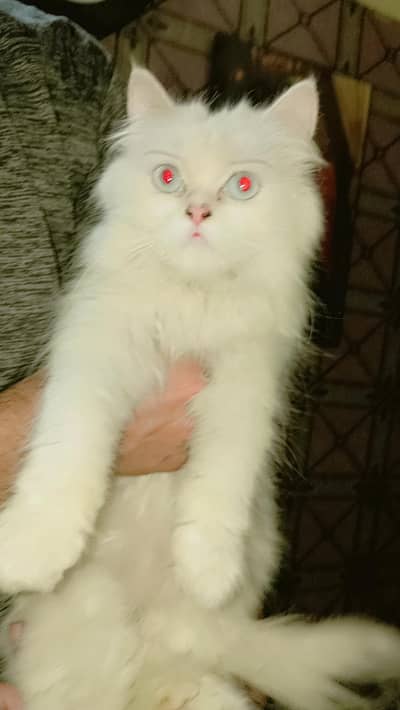 White Persian Cat with Cage 03214448988