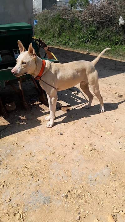 Gultair Dog Security wala kutaa